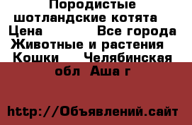 Породистые шотландские котята. › Цена ­ 5 000 - Все города Животные и растения » Кошки   . Челябинская обл.,Аша г.